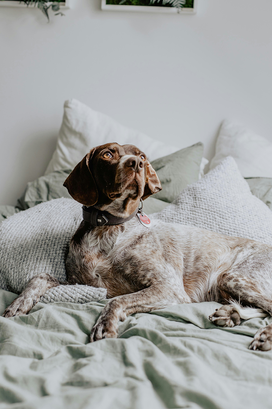 A dog resting on a freshly made bed