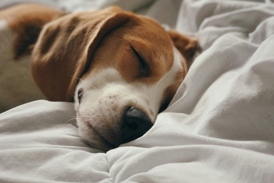 Dog sleeping on white bedding